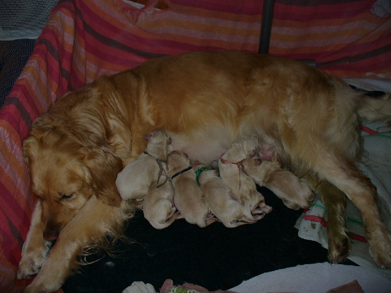 Chiot Golden Retriever de l'eden d'Essy